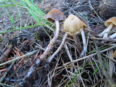 Psilocybe pelliculosa