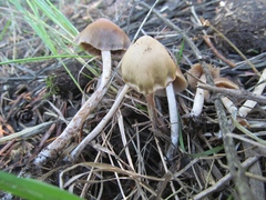 Psilocybe pelliculosa