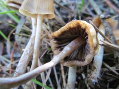 Psilocybe pelliculosa