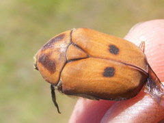 Tephraea simonsi