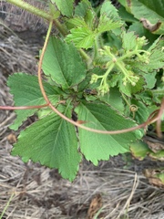 Cyphostemma barbosae