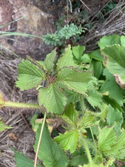 Cyphostemma barbosae