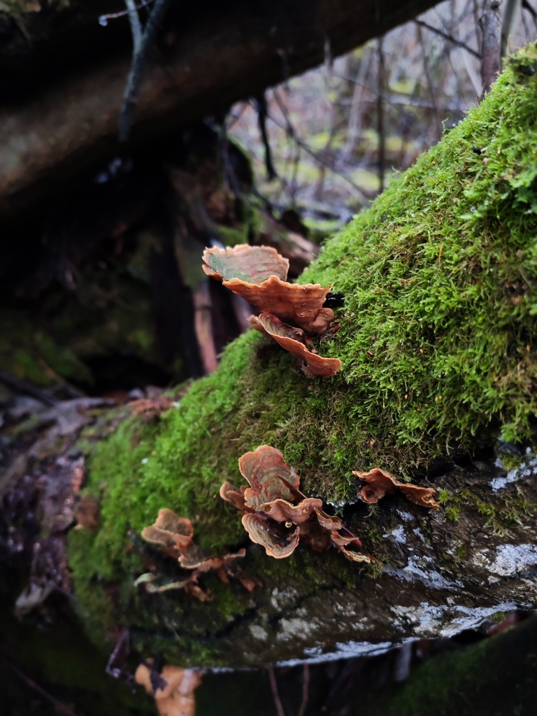 Stereum subtomentosum · December 2025 · photo: © terolinjama (iNaturalist, cc0)
