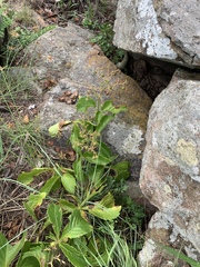 Cyphostemma barbosae