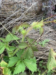 Cyphostemma barbosae