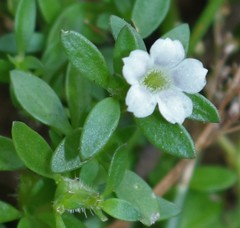 Dentella repens