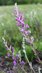 Oxytropis knjazevii