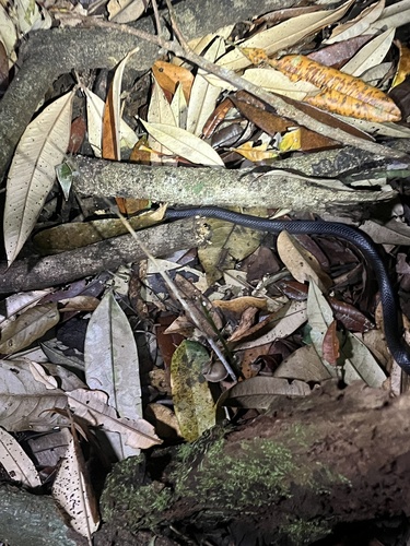 Slaty-grey snake sighting