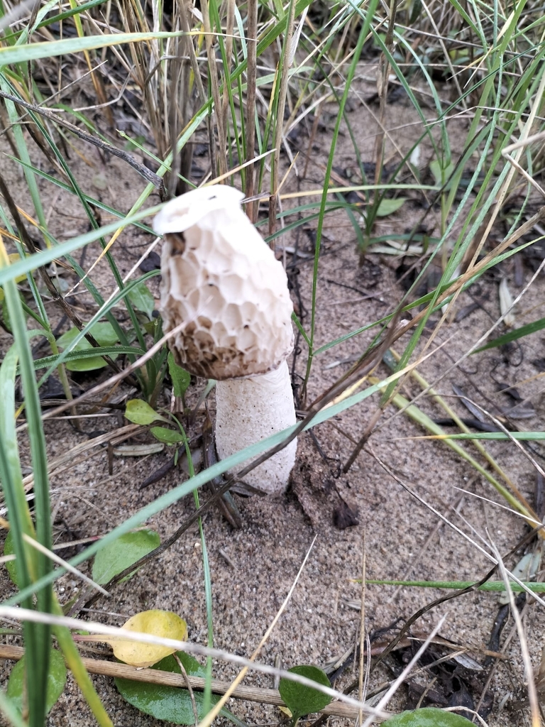 Phallus hadriani · December 2025 · photo: © andrew2700 (iNaturalist, cc-by)