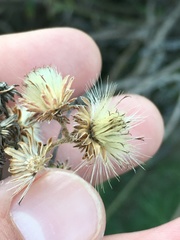 Baccharis plummerae plummerae