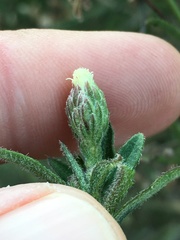 Baccharis plummerae plummerae