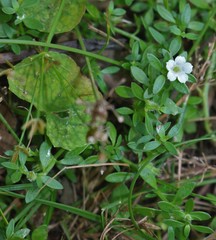 Dentella repens