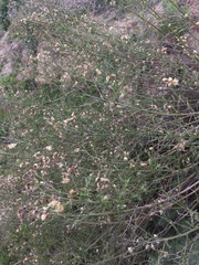 Baccharis plummerae plummerae