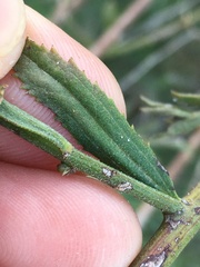 Baccharis plummerae plummerae