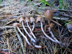 Psilocybe pelliculosa