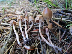 Psilocybe pelliculosa