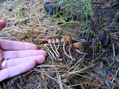 Psilocybe pelliculosa