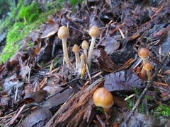 Psilocybe pelliculosa