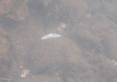 Doriprismatica atromarginata