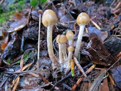 Psilocybe pelliculosa