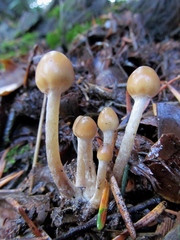 Psilocybe pelliculosa