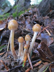 Psilocybe pelliculosa
