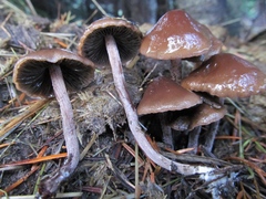 Panaeolus cinctulus