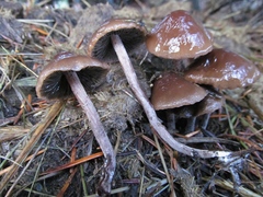 Panaeolus cinctulus