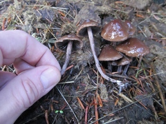 Panaeolus cinctulus