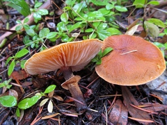 Cystoderma carcharias fallax