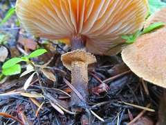 Cystoderma carcharias fallax