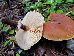 Cystoderma carcharias fallax