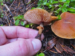 Cystoderma carcharias fallax