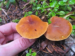 Cystoderma carcharias fallax