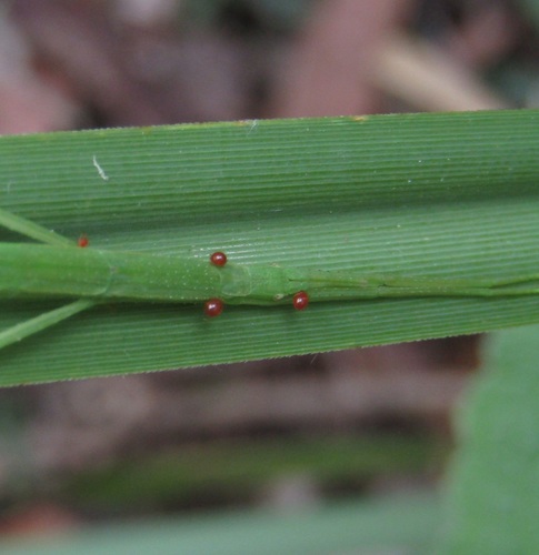 Common Ridge-backed Stick-insect photo 5