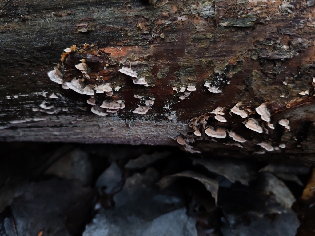 Trichaptum abietinum · December 2025 · photo: © terolinjama (iNaturalist, cc0)