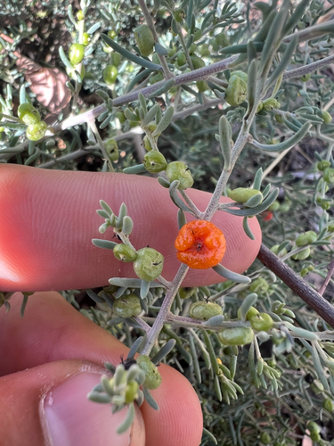 ruby saltbush