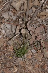 Tripogonella loliiformis