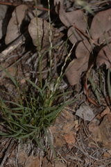 Tripogonella loliiformis