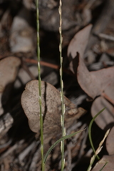 Tripogonella loliiformis