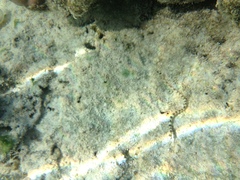 Corythoichthys conspicillatus