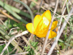 Crocus olivieri