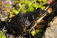 Lithobates septentrionalis