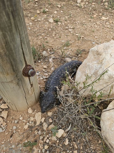 Shingleback