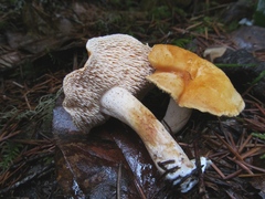 Hydnum oregonense