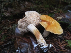 Hydnum oregonense