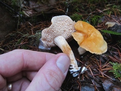 Hydnum oregonense