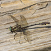 Septima's Clubtail - Photo (c) Jim Johnson, some rights reserved (CC BY-NC-ND), uploaded by Jim Johnson