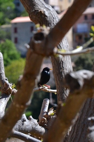 Estornino negro (Sturnus unicolor)