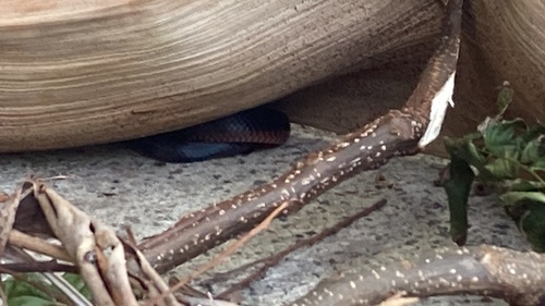 Red-bellied Black Snake sighting
